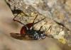 Cryptinae inconnu